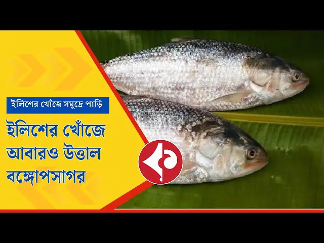 Thousands of Trawlers Set Sail for Hilsa After Ban Lifted