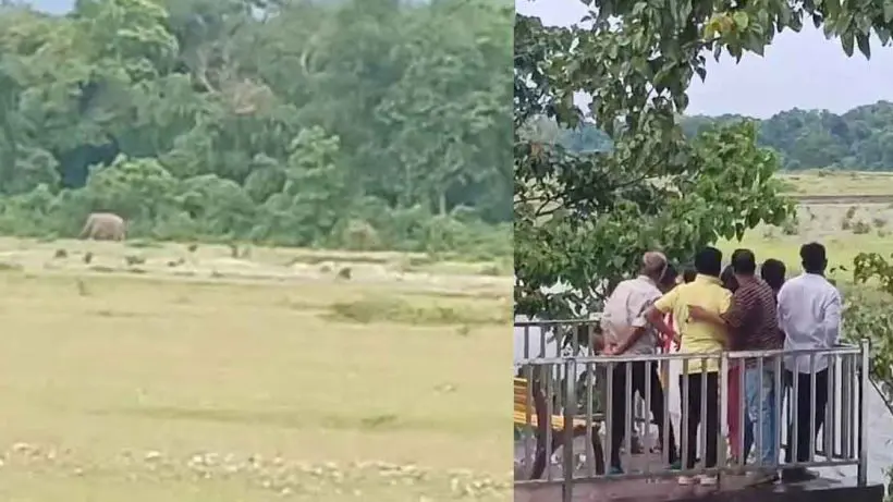 মূর্তিতে হাতির দেখা, নদীপাড়ে ভিড় পর্যটক–স্থানীয়দের