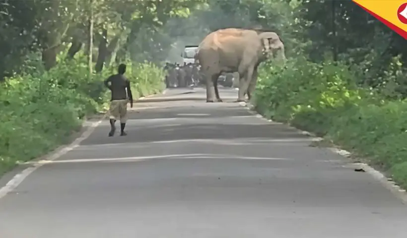 Wild Elephant Blocks Chilapata Road for 40 Minutes, Sparks Concern