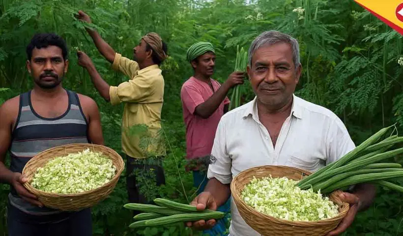 India Dominates Global Moringa Market