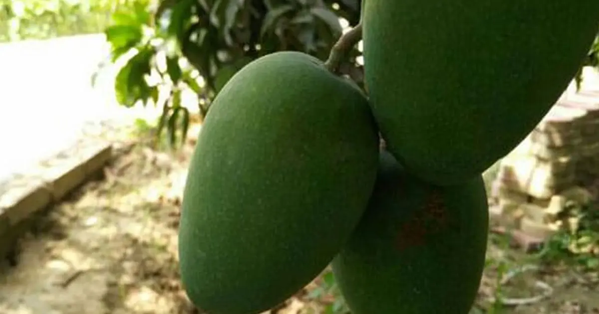 Lyangra mango