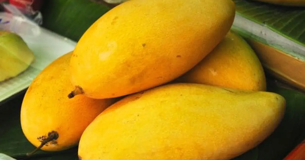 Totapuri mango