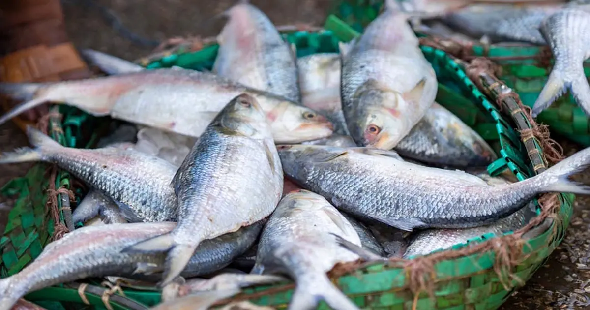 brisk-sale-of-undersized-hilsa-raises-concerns-over-ban-violations
