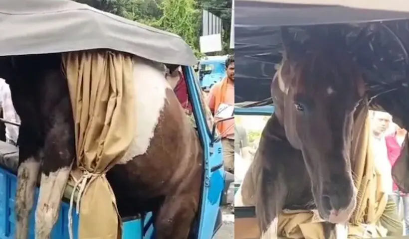 horses Gets Stuck in rickshaw