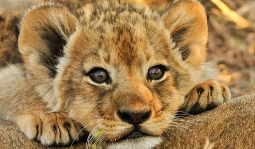 lion cub