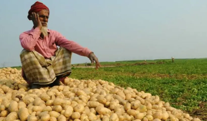 Potato Farmer Crisis