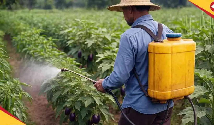 Eco-Friendly Natural Insecticides Boost Chilli, Brinjal, and Okra Farming in West Bengal