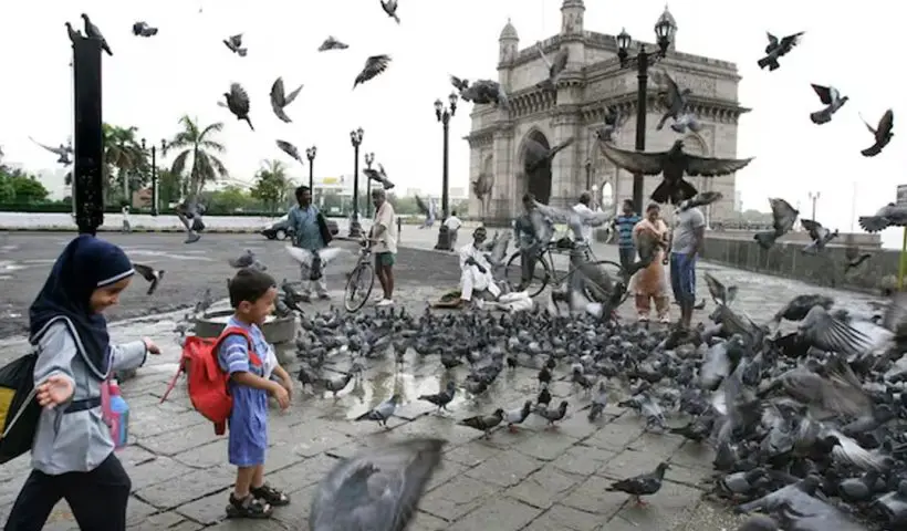Mumbai pigeon feeding