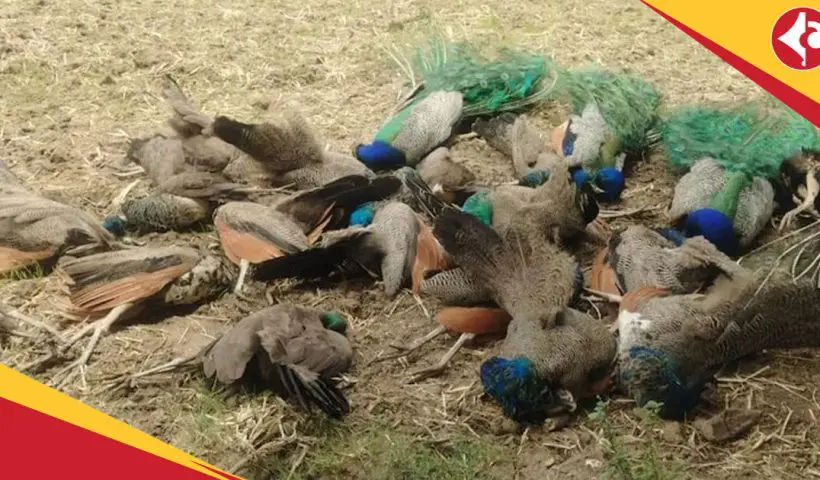 Peacocks found dead in Karnataka