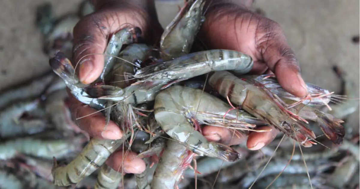 US Tariff harmes bengal fishermen