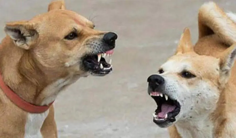 Stray Dog beaten to death