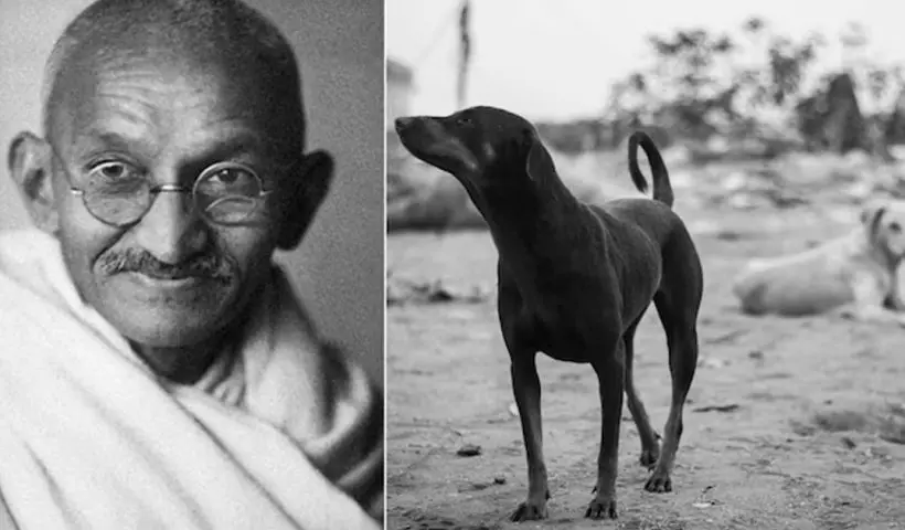 Gandhiji approved killing of 60 strays