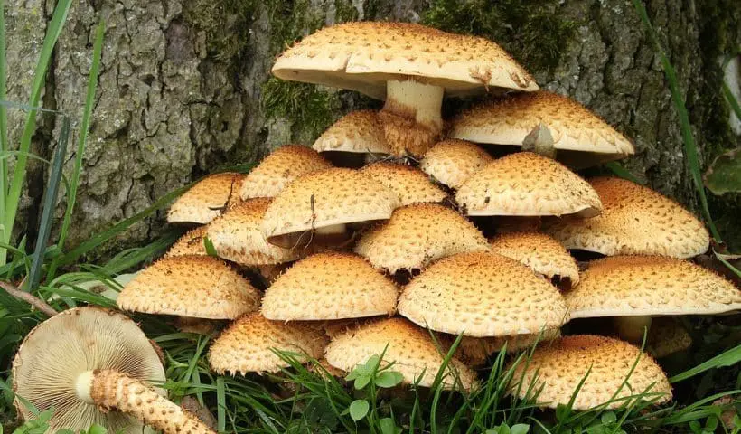 India mushroom market