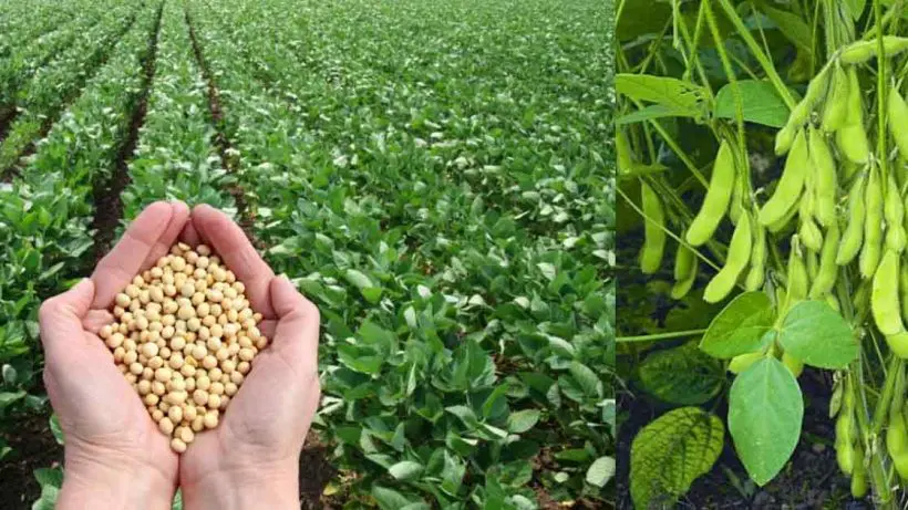 Soybean Cultivation in India
