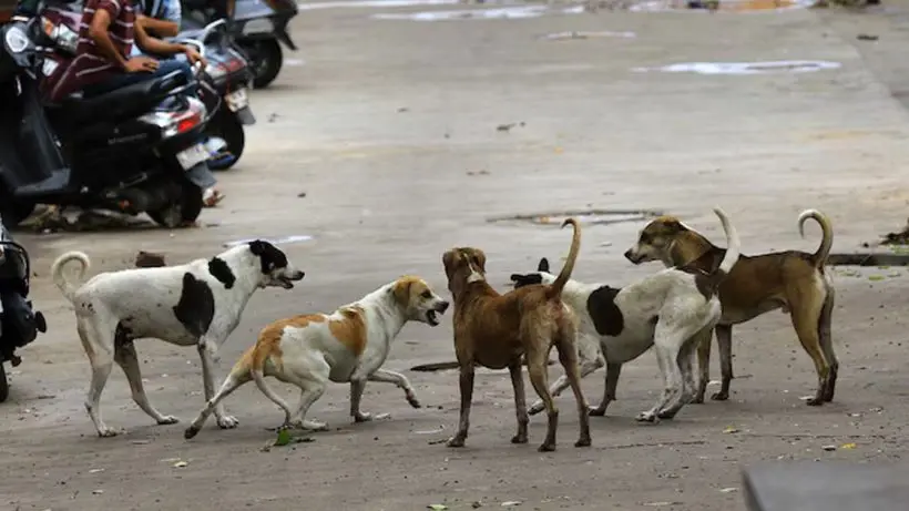 Stray dogs Delhi NCR