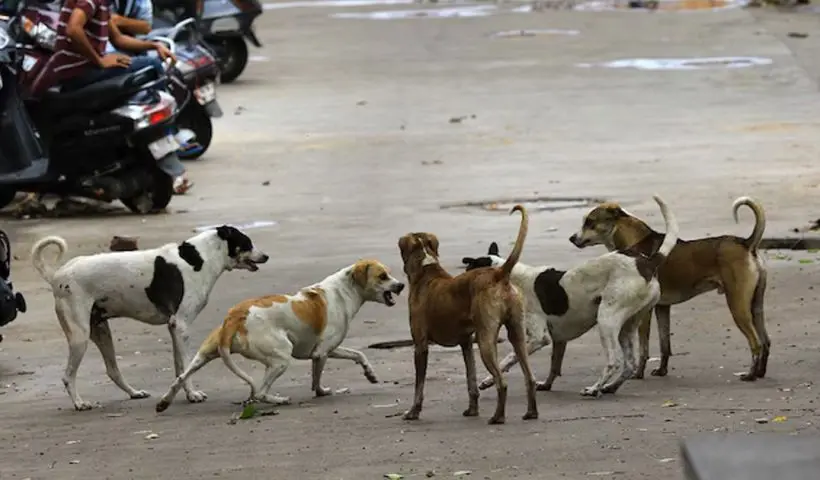 Stray dogs Delhi NCR