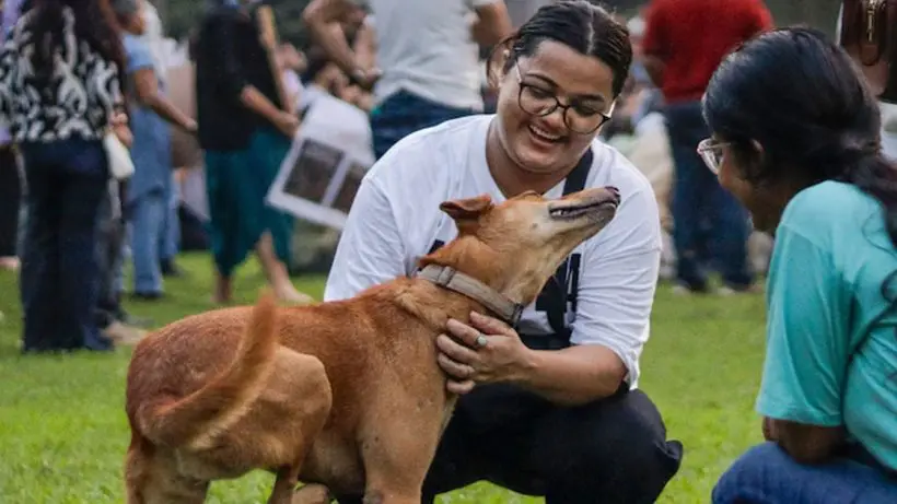 Supreme Court stray dog order