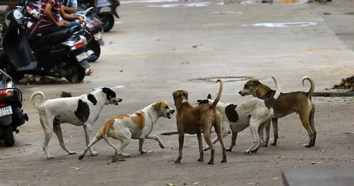 Stray dogs Delhi NCR