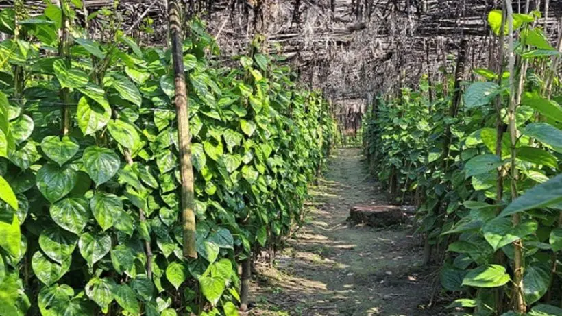 purba-medinipur-betel-leaf-farmers-worried-as-unseasonal-showers-hit-crops
