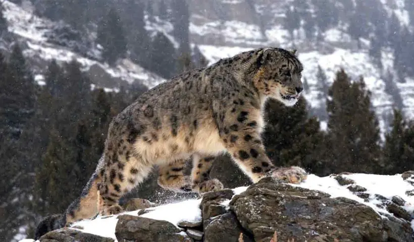 India is home to 718 snow leopards, with 477 in Ladakh alone, making up 10–15% of the global population. A conservation success, but challenges remain due to climate change and habitat loss.