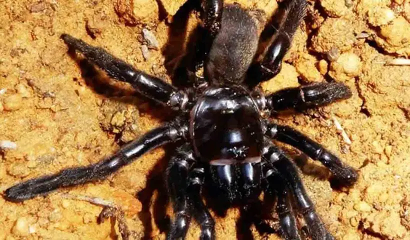 World's Oldest Spider