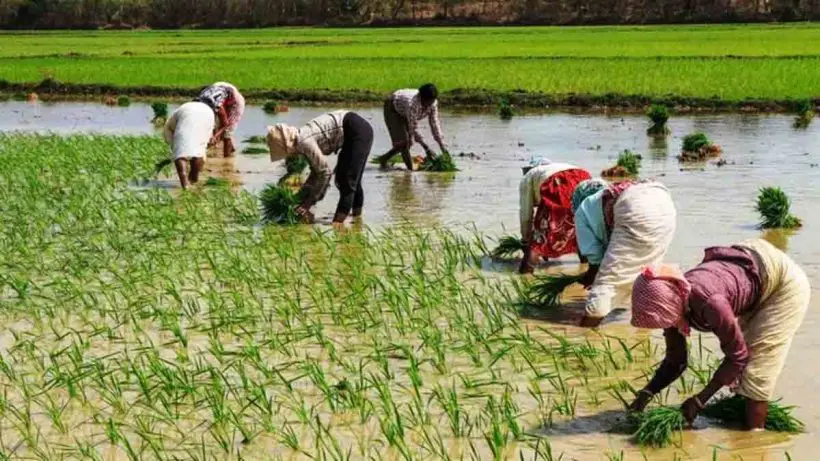 India Agriculture