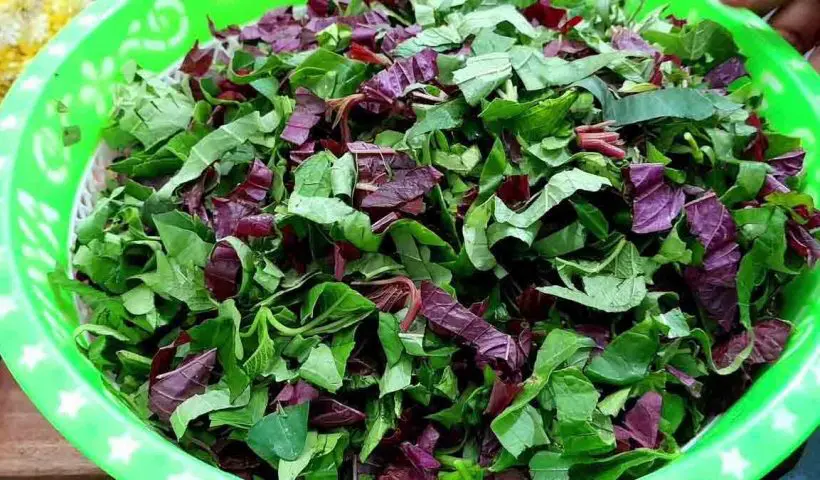 bhoot-chaturdashi-choddo-shaak-list-benefits