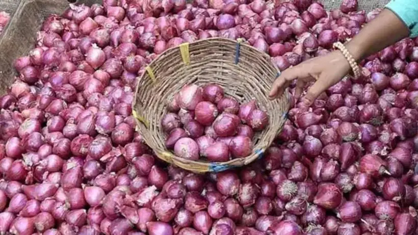 onions-worth-less-than-labor-farmers-66000-effort-yields-just-664