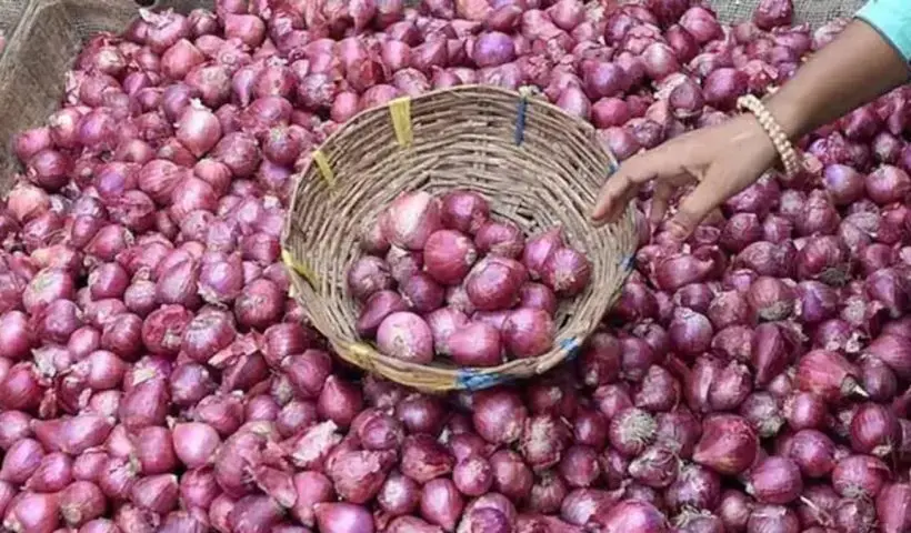 onions-worth-less-than-labor-farmers-66000-effort-yields-just-664