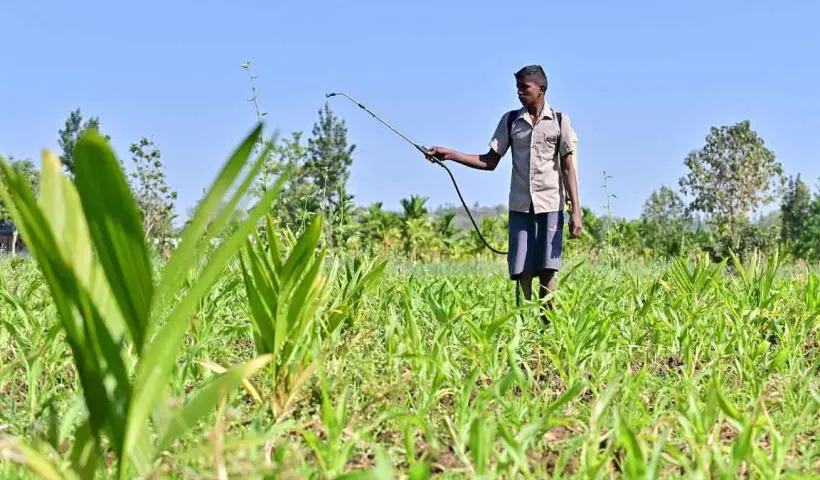 The Indian government’s 2025 pesticide ban on 25 chemicals aims to promote eco-friendly farming but raises concerns about reduced crop yields. Farmers demand viable organic alternatives.