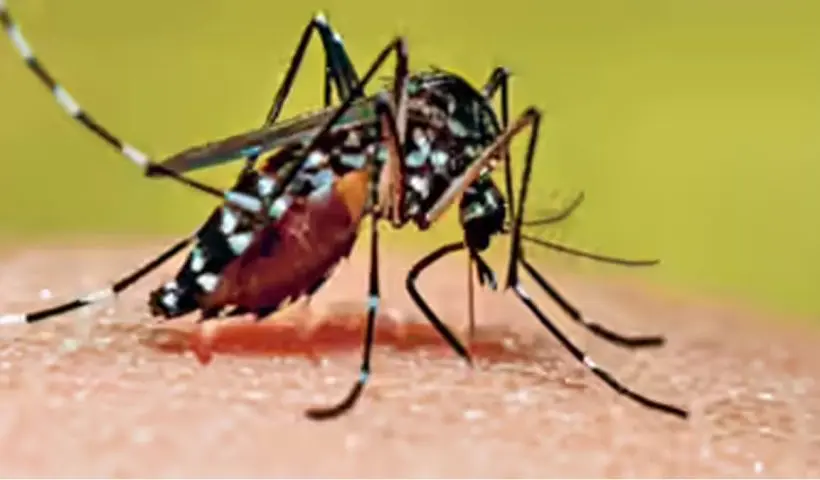 Dengue Cases Spike Kolkata