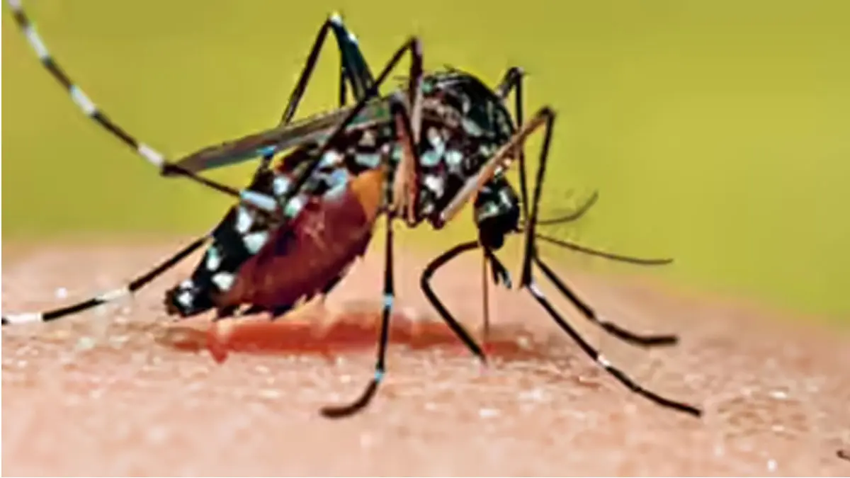 Dengue Cases Spike Kolkata