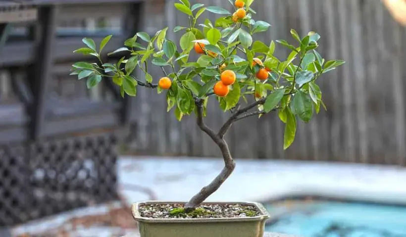 indoor-bonsai-lemon-tree-balcony-gardening-guide