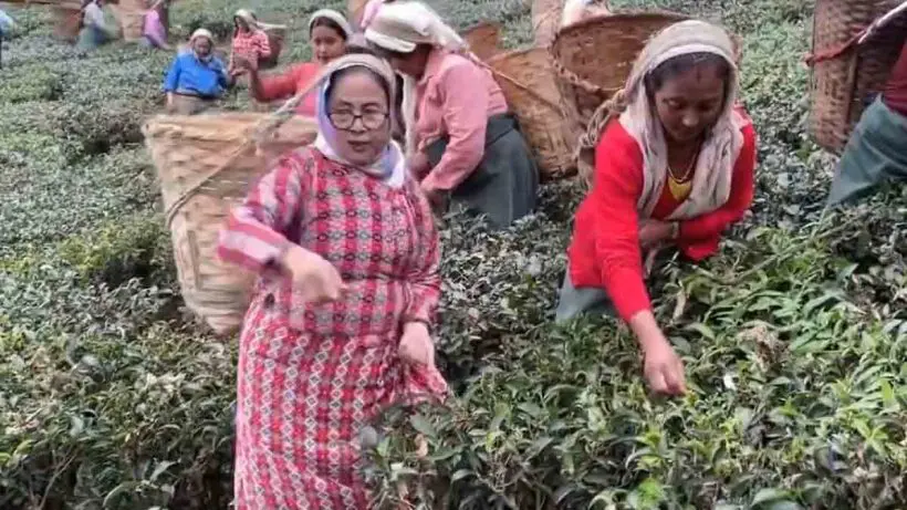 cha-sundari-project-eviction-allegations-tarunjyoti-tiwari