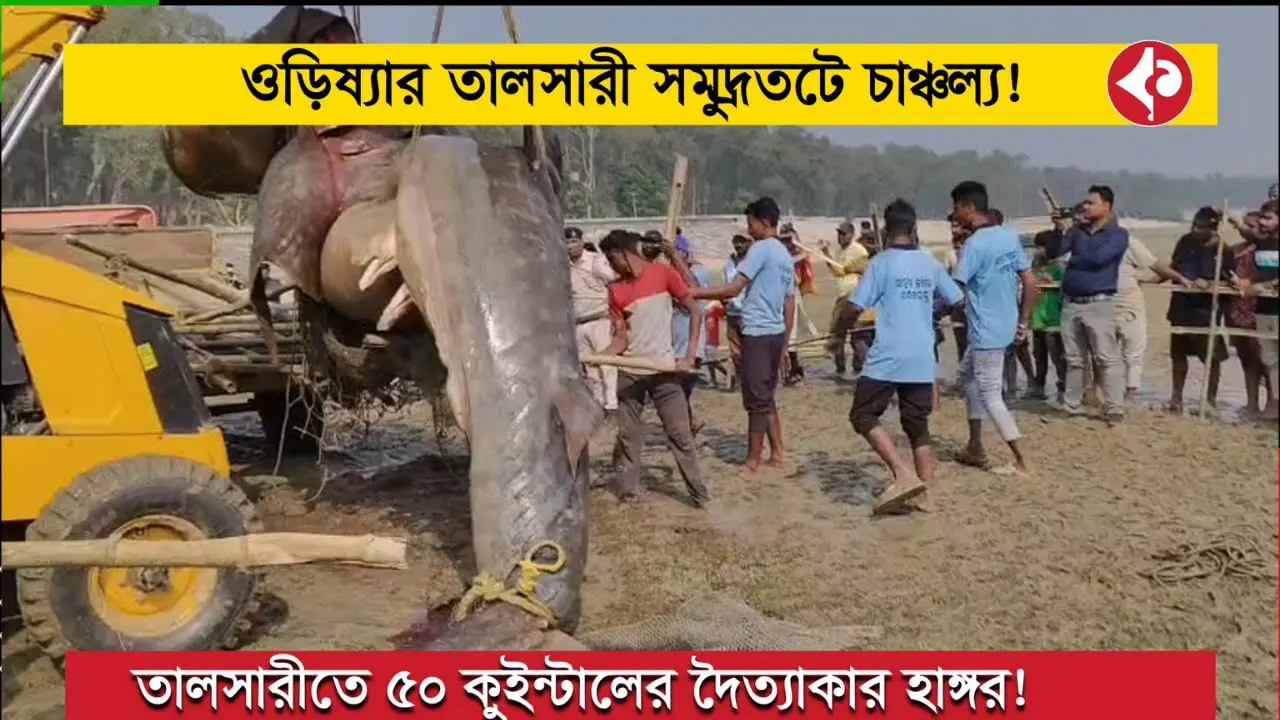 rare-30-foot-shark-found-at-talsari-beach-india