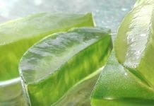 Aloe Vera: রূপ থেকে স্বাস্থ্য, অ্যালোভেরার ম্যাজিকে পার্ফেক্ট ফ্রেম aloe vera