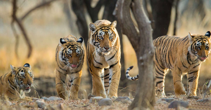 Tiger numbers are increasing across the countries where the endangered big cat is found, conservationists have said