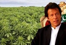 Pakistan sees a future in cannabis cultivation