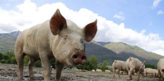 African swine flu fever in Tripura