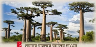 Amazing baobab tree of Africa