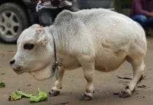 Bangladeshi cow Rani recognized as world’s smallest