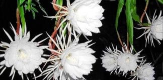 Brahma Kamal flower blooming in Uttarakhand