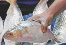 hilsa demand west bengal