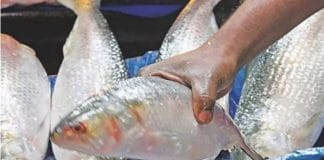 hilsa demand west bengal