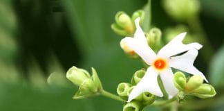 Medicinal Benefits Of Parijat Or Night Jasmin