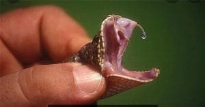 Snake poision Dhaka