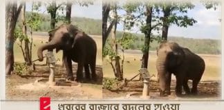 elephant uses hand pump in viral video