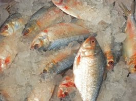 Hilsa