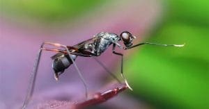 mosquito