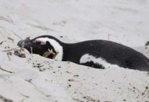 রানির হুকুমে ভয়াবহ হামলা মৌমাছি সেনার, বহু পেঙ্গুইন মৃত penguin